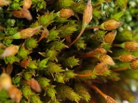 Orthotrichum anomalum, Horn Calcareous Moss