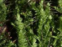 Plagiothecium undulatum 3, Gerimpeld platmos, Saxifraga-Rutger Barendse