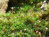 Pogonatum aloides 2, Gewone viltmuts, Saxifraga-Jelle van Dijk