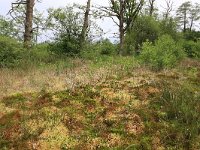 Polytrichum commune 10, Gewoon haarmos, Saxifraga-Hans Boll