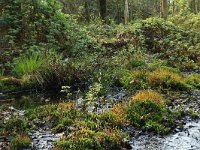 Polytrichum commune 12, Gewoon haarmos, Saxifraga-Hans Boll