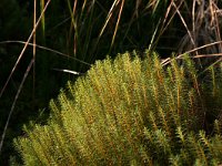 Polytrichum commune 2, Gewoon haarmos, Saxifraga-Hans Boll