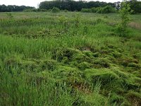 Polytrichum commune 5, Gewoon haarmos, Saxifraga-Hans Boll