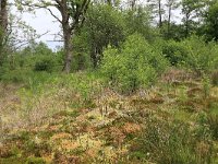 Polytrichum commune 6, Gewoon haarmos, Saxifraga-Hans Boll