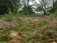 Polytrichum commune 7, Gewoon haarmos, Saxifraga-Hans Boll