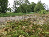 Polytrichum commune 9, Gewoon haarmos, Saxifraga-Hans Boll