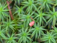 Polytrichum formosum, Hair-cap Moss