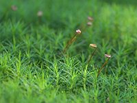 Polytrichum formosum 2, Fraai haarmos, Saxifraga-Tom Heijnen