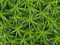 Polytrichum formosum 3, Fraai haarmos, Saxifraga-Tom Heijnen