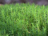 Polytrichum formosum 4, Fraai haarmos, Saxifraga-Tom Heijnen