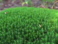 Polytrichum formosum 5, Fraai haarmos, Saxifraga-Tom Heijnen