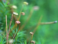 Polytrichum formosum 6, Fraai haarmos, Saxifraga-Tom Heijnen