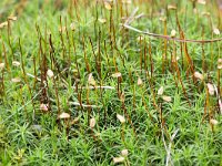 Sporangia of moss Polytrichum formosum  Sporangia of moss Polytrichum formosum : sporangium, sporangia, moss, mosses, flora, floral, Polytrichum formosumgreen, polytrichum, red, summer, summertime, nature, natural, outside, outdoors, nobody, no people, many