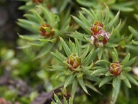 Polytrichum piliferum 4, Ruig haarmos, Saxifraga-Rutger Barendse