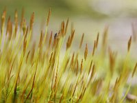 Polytrichum piliferum 5, Ruig haarmos, Saxifraga-Tom Heijnen