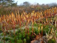 Polytrichum piliferum 6, Ruig haarmos, Saxifraga-Tom Heijnen