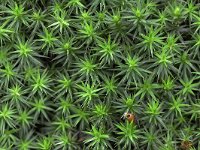 Polytrichum piliferum 7, Ruig haarmos, Saxifraga-Tom Heijnen