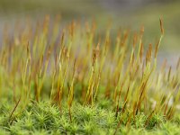 Polytrichum piliferum 8, Ruig haarmos, Saxifraga-Tom Heijnen