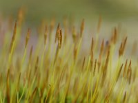 Polytrichum piliferum 9, Ruig haarmos, Saxifraga-Tom Heijnen