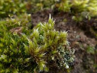 Raconitrum lanuginosum 2, Wollige bisschopsmuts, Saxifraga-Jelle van Dijk