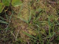 Sphagnum compactum 10, Kussentjesveenmos, Saxifraga-Hans Boll