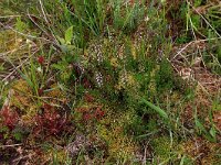 Sphagnum compactum 14, Kussentjesveenmos, Saxifraga-Hans Boll