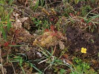 Sphagnum compactum 15, Kussentjesveenmos, Saxifraga-Hans Boll