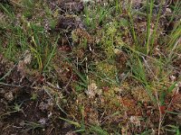 Sphagnum compactum 16, Kussentjesveenmos, Saxifraga-Hans Boll