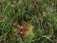 Sphagnum compactum 2, Kussentjesveenmos, Saxifraga-Hans Boll