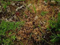 Sphagnum compactum 3, Kussentjesveenmos, Saxifraga-Hans Boll