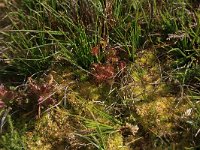 Sphagnum compactum 4, Kussentjesveenmos, Saxifraga-Hans Boll