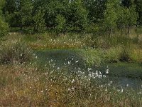 Sphagnum cuspidatum 11, Waterveenmos, Saxifraga-Hans Boll