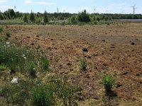 Sphagnum cuspidatum 14, Waterveenmos, Saxifraga-Hans Boll