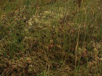 Sphagnum cuspidatum 18, Waterveenmos, Saxifraga-Hans Boll