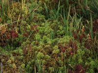 Sphagnum cuspidatum 19, Waterveenmos, Saxifraga-Hans Boll