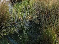 Sphagnum cuspidatum 2, Waterveenmos, Saxifraga-Hans Boll