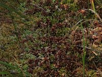 Sphagnum cuspidatum 20, Waterveenmos, Saxifraga-Hans Boll