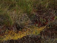 Sphagnum cuspidatum 22, Waterveenmos, Saxifraga-Hans Boll