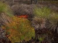 Sphagnum cuspidatum 23, Waterveenmos, Saxifraga-Hans Boll