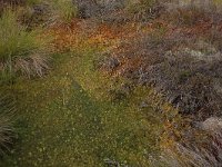 Sphagnum cuspidatum 24, Waterveenmos, Saxifraga-Hans Boll