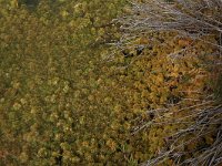 Sphagnum cuspidatum 25, Waterveenmos, Saxifraga-Hans Boll