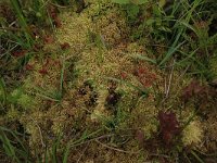 Sphagnum denticulatum 13, Geoord veenmos, Saxifraga-Hans Boll