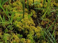 Sphagnum denticulatum 17, Geoord veenmos, Saxifraga-Hans Boll