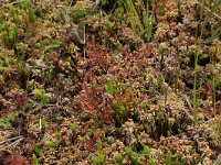 Sphagnum denticulatum 18, Geoord veenmos, Saxifraga-Hans Boll