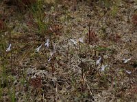 Sphagnum denticulatum 2, Geoord veenmos, Saxifraga-Hans Boll