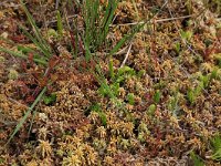 Sphagnum denticulatum 21, Geoord veenmos, Saxifraga-Hans Boll