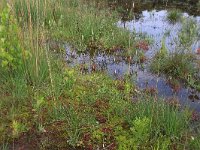 Sphagnum denticulatum 22, Geoord veenmos, Saxifraga-Hans Boll