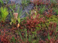 Sphagnum denticulatum 24, Geoord veenmos, Saxifraga-Hans Boll