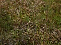 Sphagnum denticulatum 3, Geoord veenmos, Saxifraga-Hans Boll