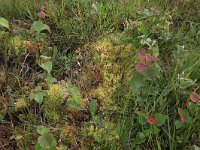 Sphagnum denticulatum 30, Geoord veenmos, Saxifraga-Hans Boll